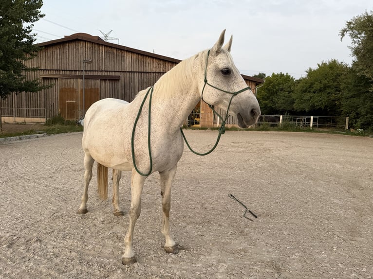 Danish Warmblood Mix Mare 15 years 16 hh Grey-Dapple in Mannheim