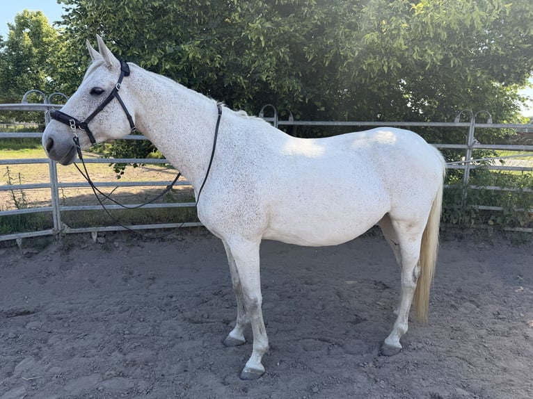 Danish Warmblood Mix Mare 15 years 16 hh Grey-Dapple in Mannheim