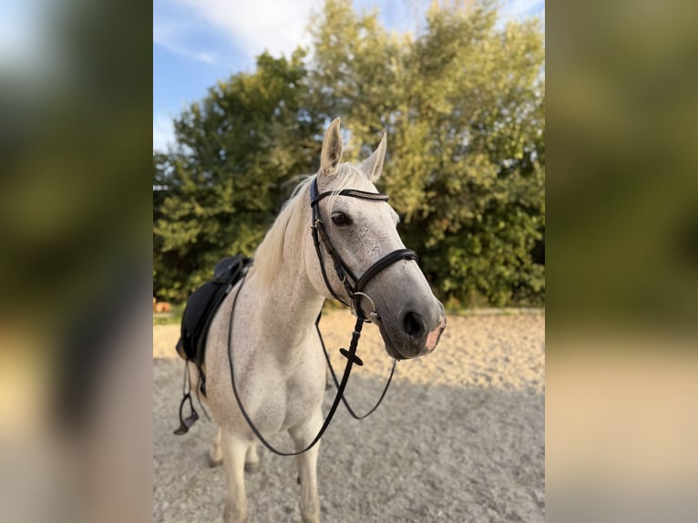 Danish Warmblood Mix Mare 15 years 16 hh Grey-Dapple in Mannheim
