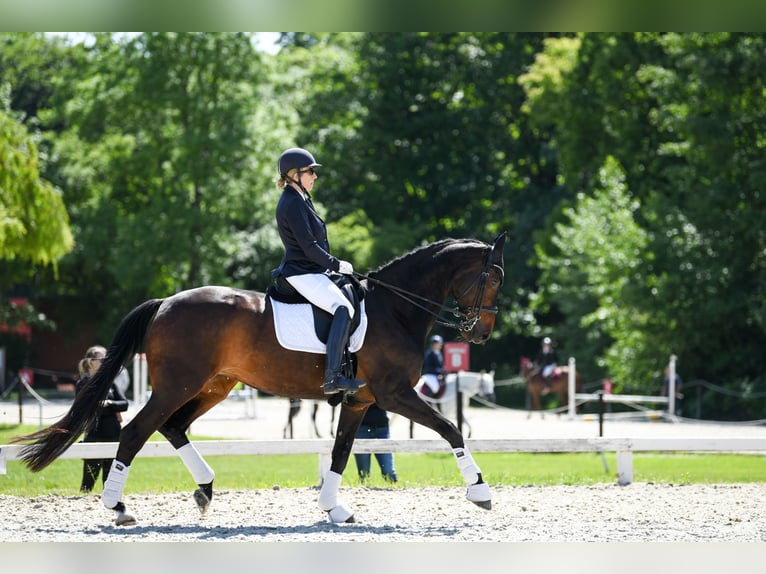 Danish Warmblood Mare 16 years 16,3 hh Bay-Dark in Kamieniec Wrocławski