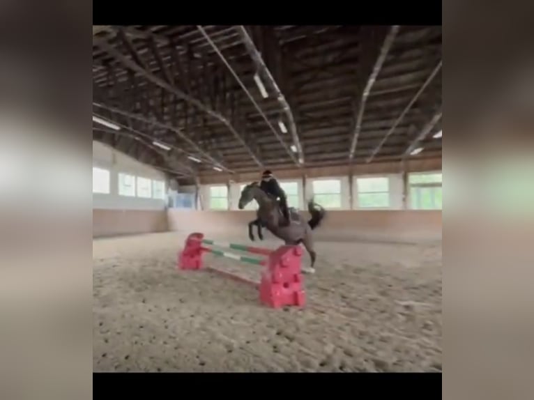 Danish Warmblood Mare 16 years 16 hh Brown in Baden-Baden