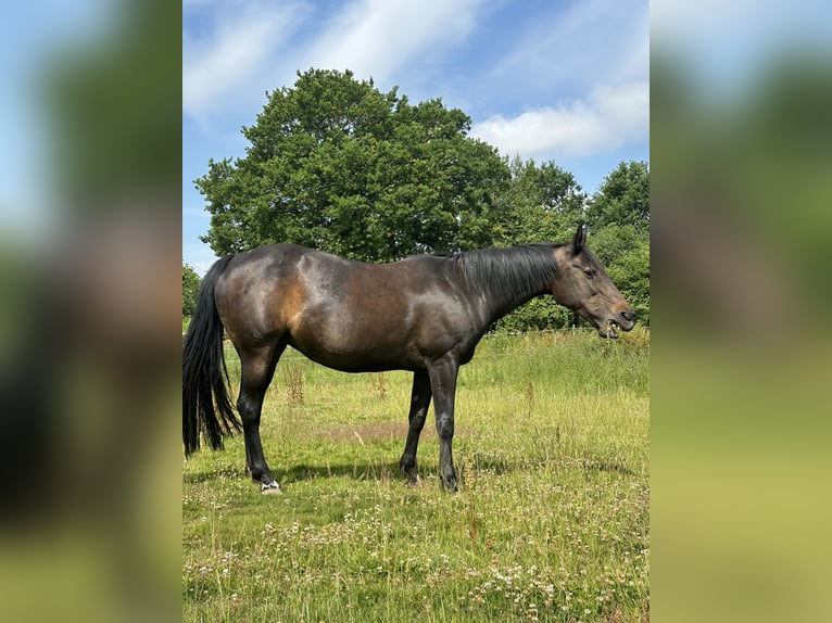 Danish Warmblood Mare 17 years 16 hh Brown in Kappeln