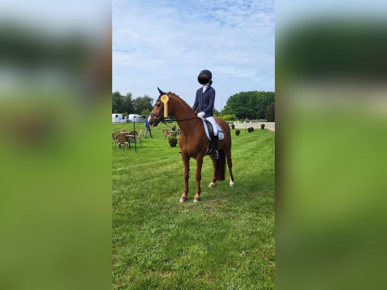 Danish Warmblood Mare 17 years 16 hh Chestnut-Red in Hoogstede