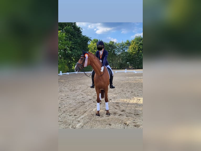 Danish Warmblood Mare 17 years 16 hh Chestnut-Red in Hoogstede