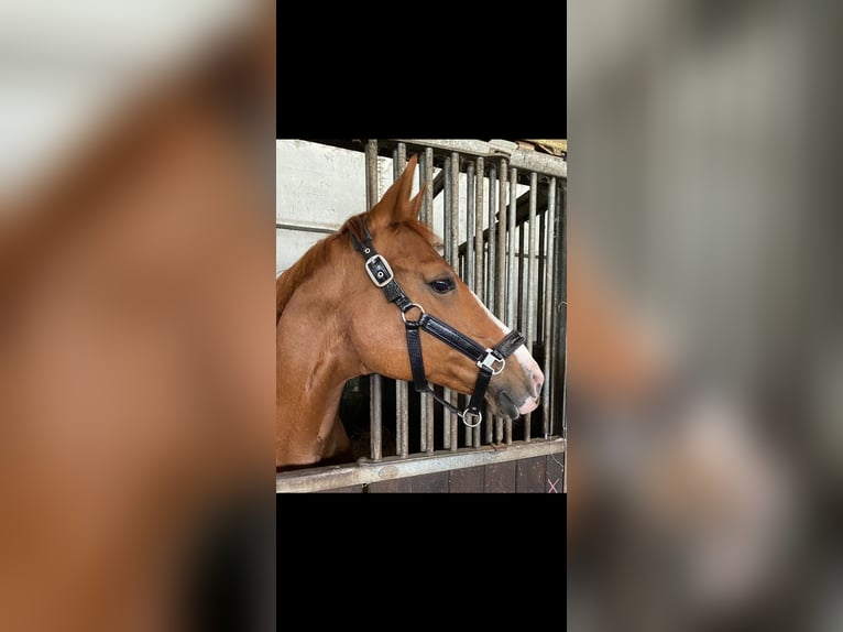 Danish Warmblood Mare 18 years 15,3 hh Chestnut-Red in Hamburg