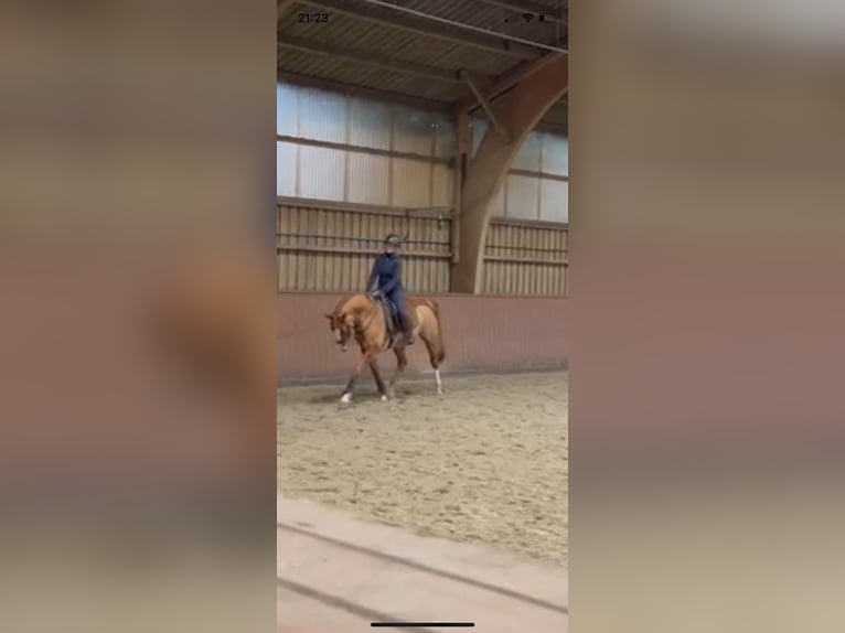 Danish Warmblood Mare 18 years 15,3 hh Chestnut-Red in Hamburg