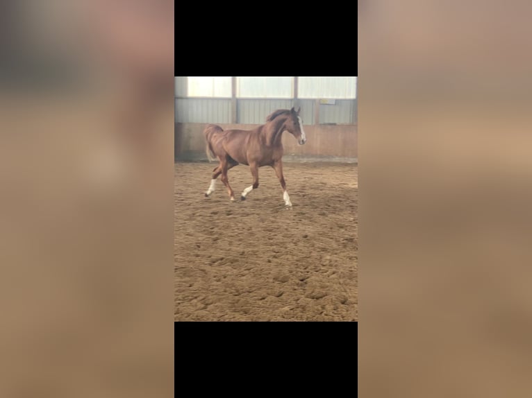 Danish Warmblood Mare 18 years 15,3 hh Chestnut-Red in Hamburg