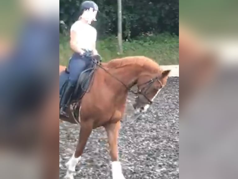 Danish Warmblood Mare 18 years 15,3 hh Chestnut-Red in Hamburg