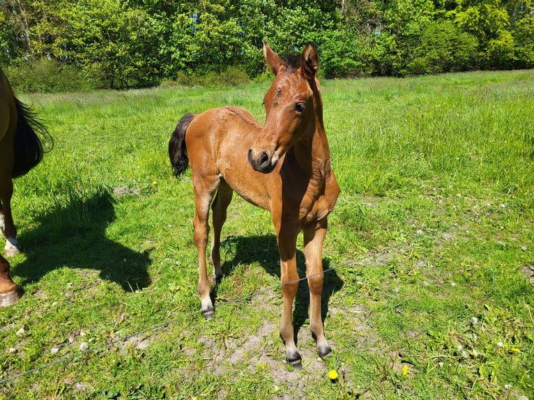 Danish Warmblood Mare 1 year 16,1 hh Brown in Sommersted