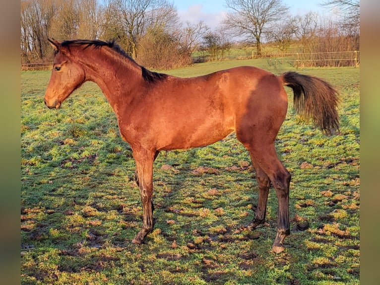 Danish Warmblood Mare 1 year 16,1 hh Brown in Sommersted