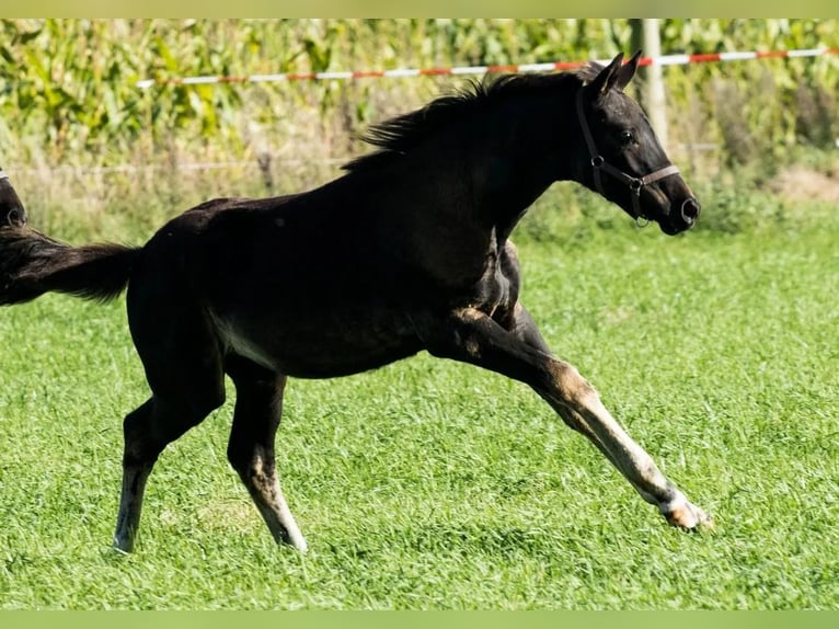 Danish Warmblood Mare 1 year 16.2 hh Bay-Dark in Gedsted
