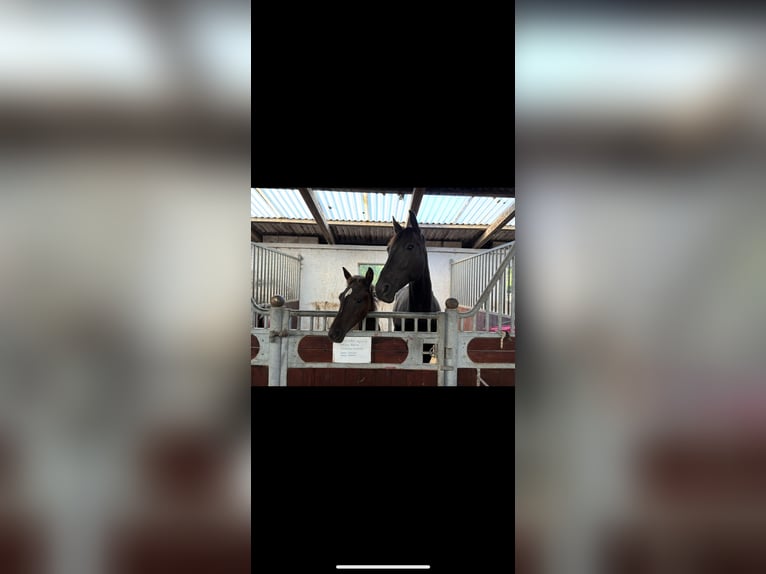 Danish Warmblood Mare 1 year 16.2 hh Black in Espergærde