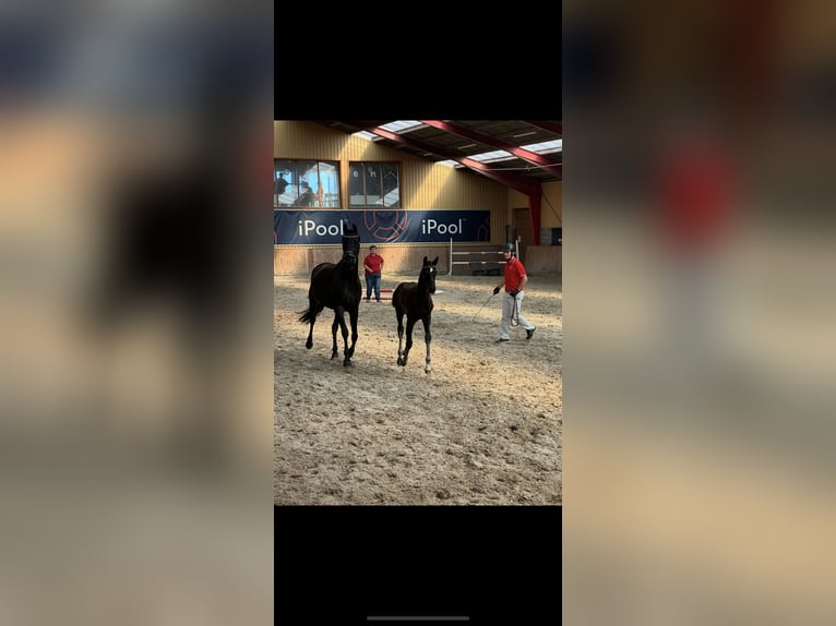 Danish Warmblood Mare 1 year 16.2 hh Black in Espergærde