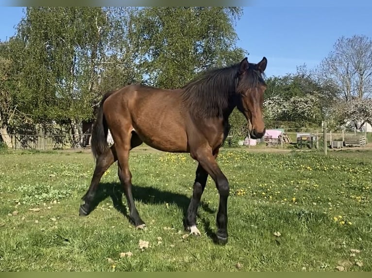 Danish Warmblood Mare 1 year 16.2 hh Brown in Bredebro