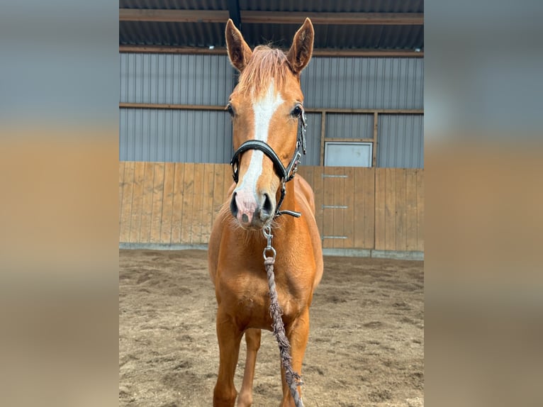 Danish Warmblood Mare 1 year 16,1 hh Red Dun in Br&#xE6;dstrup