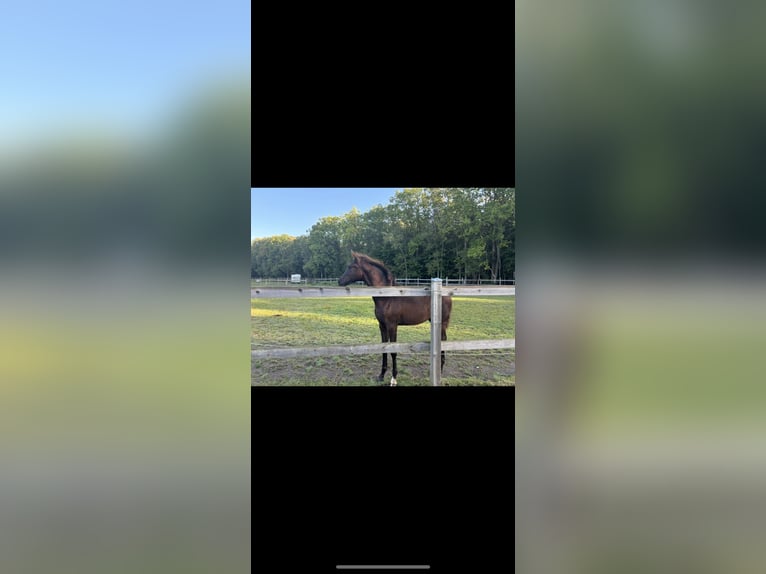 Danish Warmblood Mare 1 year 16,2 hh Black in Espergærde