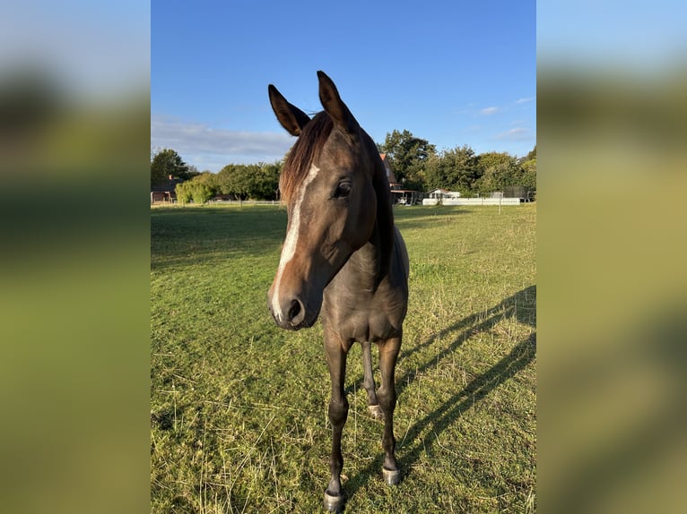 Danish Warmblood Mare 1 year 16,2 hh Brown in Haslev