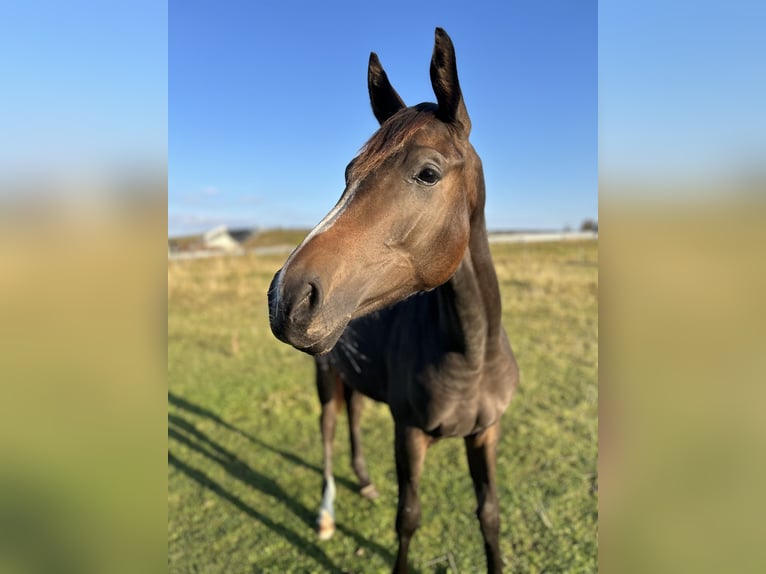 Danish Warmblood Mare 1 year 16,2 hh Brown in Haslev