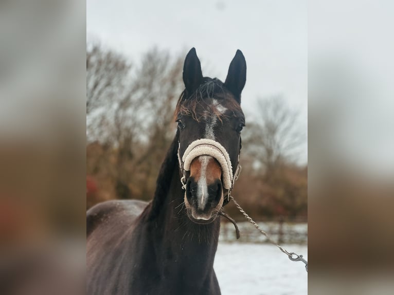 Danish Warmblood Mare 1 year 16,2 hh Brown in Haslev