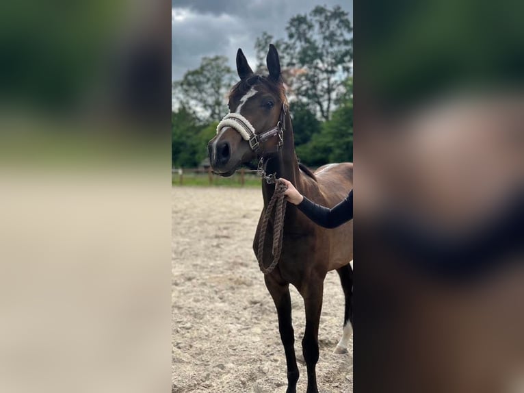 Danish Warmblood Mare 1 year 16,2 hh Brown in Haslev