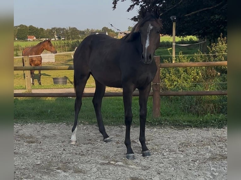 Danish Warmblood Mare 1 year 16,2 hh Brown in Haslev