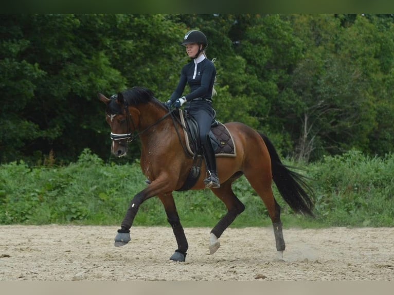 Danish Warmblood Mare 1 year 16,2 hh Brown in Haslev