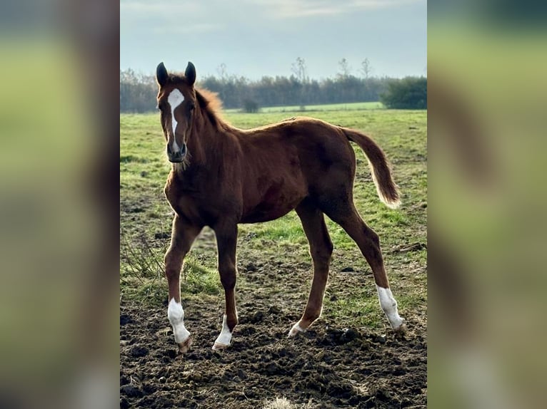 Danish Warmblood Mare 1 year Chestnut in Bredebro