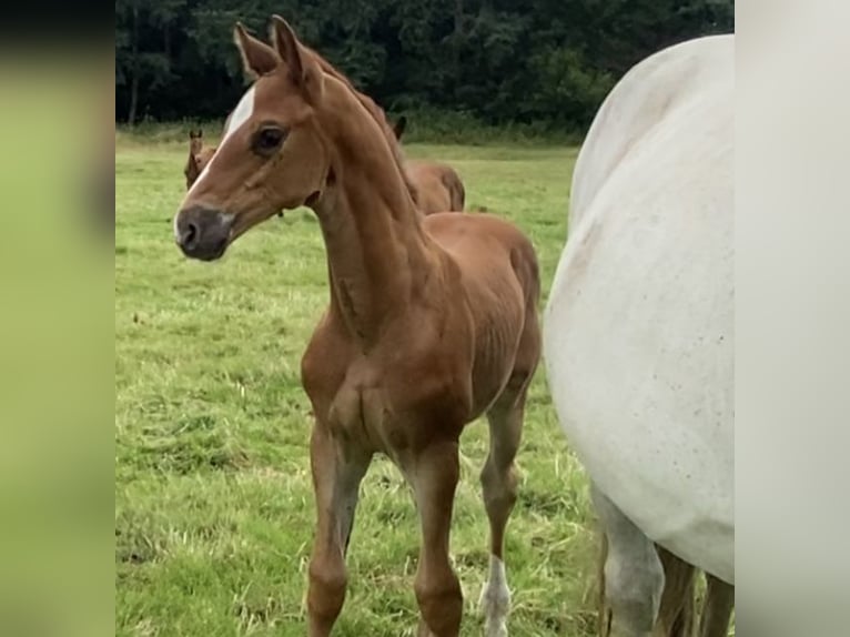 Danish Warmblood Mare 1 year Chestnut in Bredebro