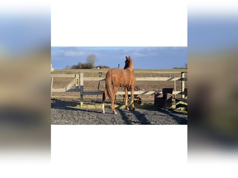 Danish Warmblood Mare 2 years 15,2 hh Chestnut in Fredericia