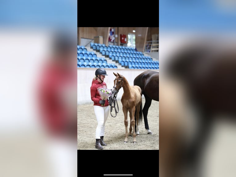 Danish Warmblood Mare 2 years 15,2 hh Chestnut in Fredericia