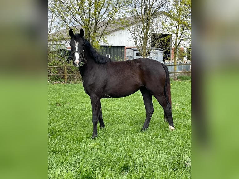 Danish Warmblood Mare 2 years 16,1 hh Black in Aabenraa