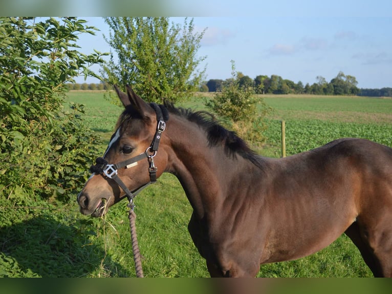 Danish Warmblood Mare 2 years 16.2 hh Brown in Haslev