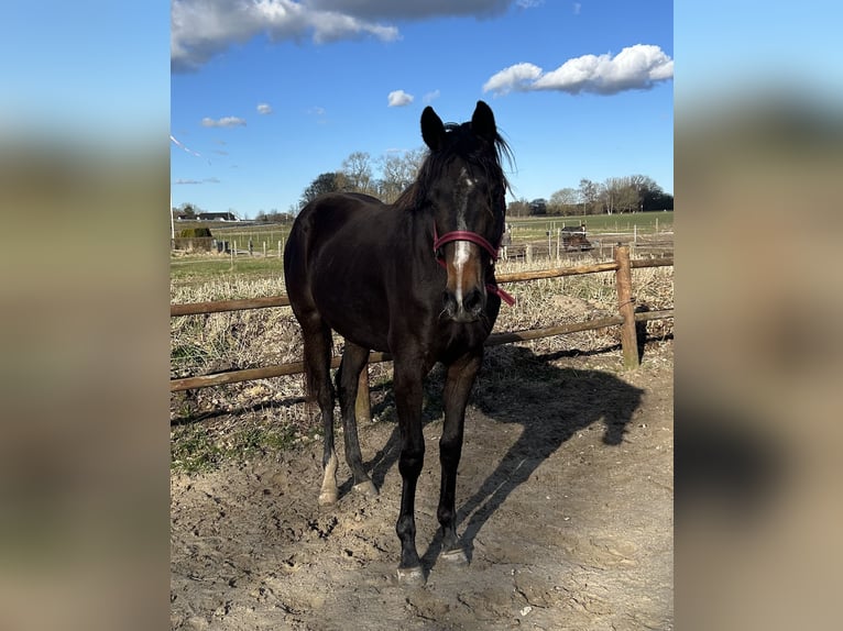 Danish Warmblood Mare 2 years 16.2 hh Brown in Haslev
