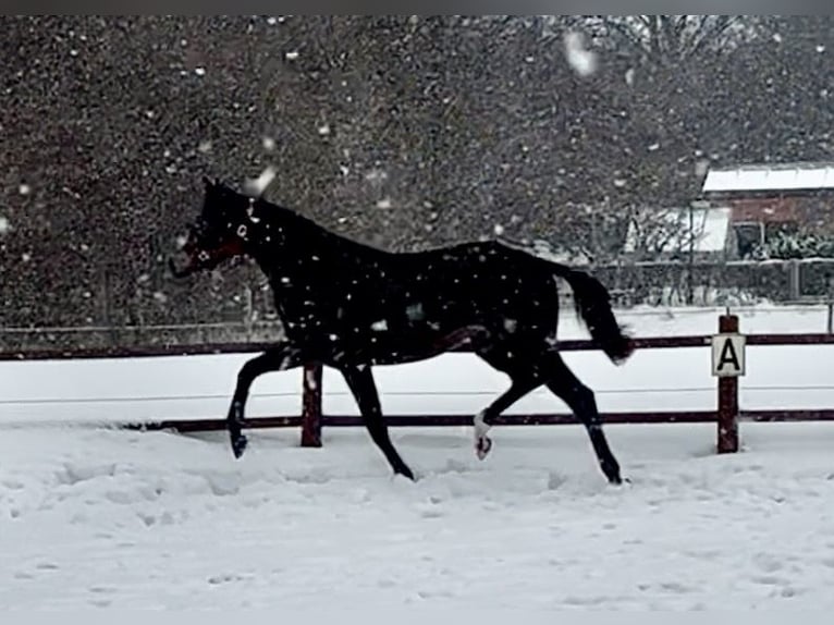 Danish Warmblood Mare 2 years 16.2 hh Brown in Haslev
