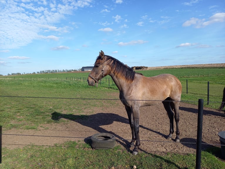 Danish Warmblood Mare 2 years 16,2 hh Gray in Støvring