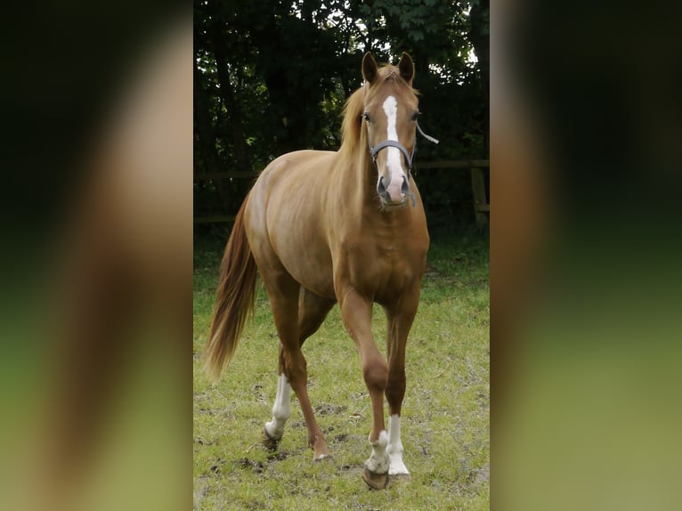 Danish Warmblood Mare 2 years 16 hh Red Dun in Brædstrup