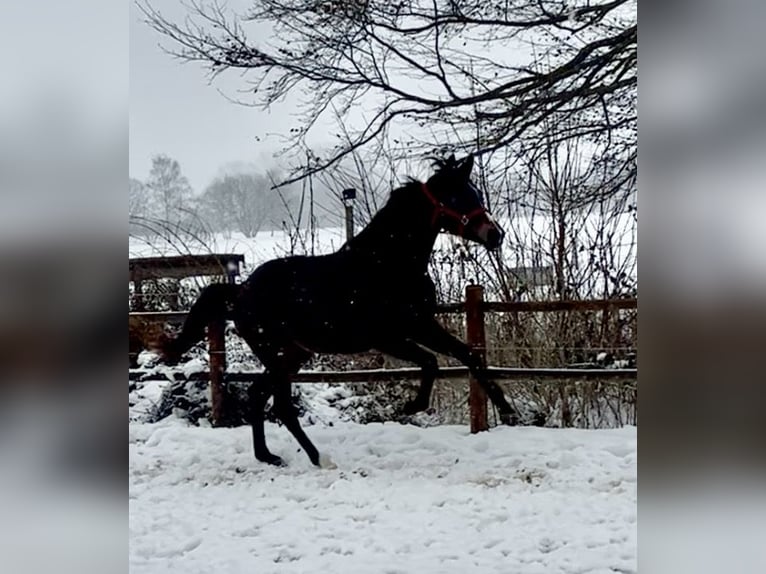 Danish Warmblood Mare 2 years 16,2 hh Brown in Haslev