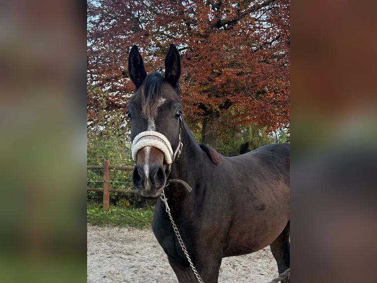 Danish Warmblood Mare 2 years 16,2 hh Brown in Haslev