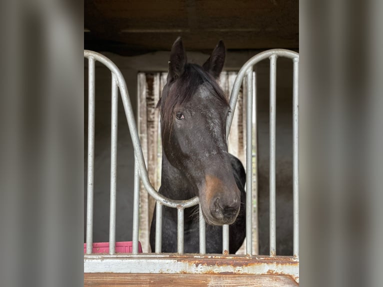 Danish Warmblood Mix Mare 3 years 15,1 hh Gray in Essen