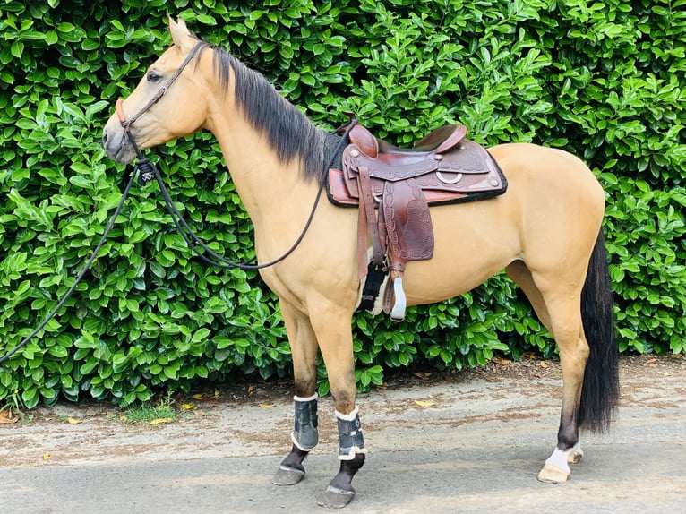 Danish Warmblood Mare 3 years 15,2 hh Dun in Sustrum