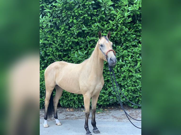 Danish Warmblood Mare 3 years 15,2 hh Dun in Sustrum