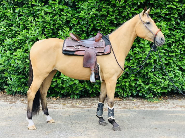 Danish Warmblood Mare 3 years 15,2 hh Dun in Sustrum