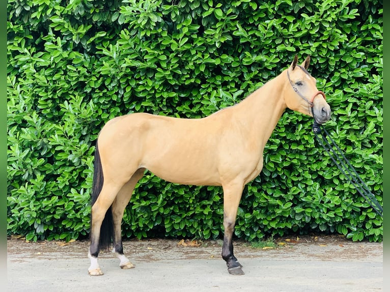 Danish Warmblood Mare 3 years 15,2 hh Dun in Sustrum