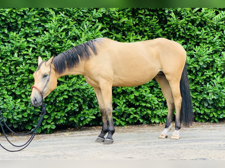 Danish Warmblood Mare 3 years 15,2 hh Dun in Sustrum