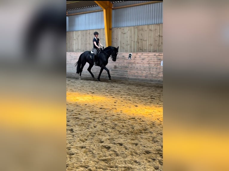 Danish Warmblood Mare 3 years 16,3 hh Black in Aabenraa