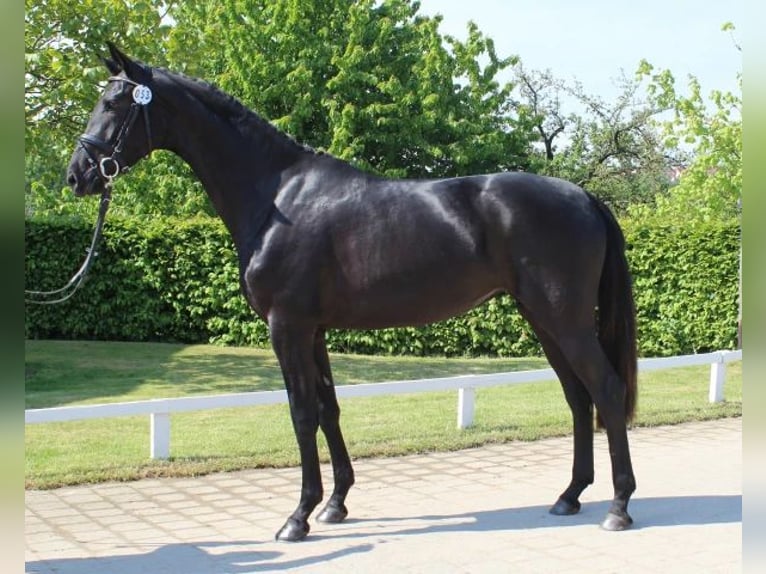 Danish Warmblood Mare 3 years 16,3 hh Black in Aabenraa