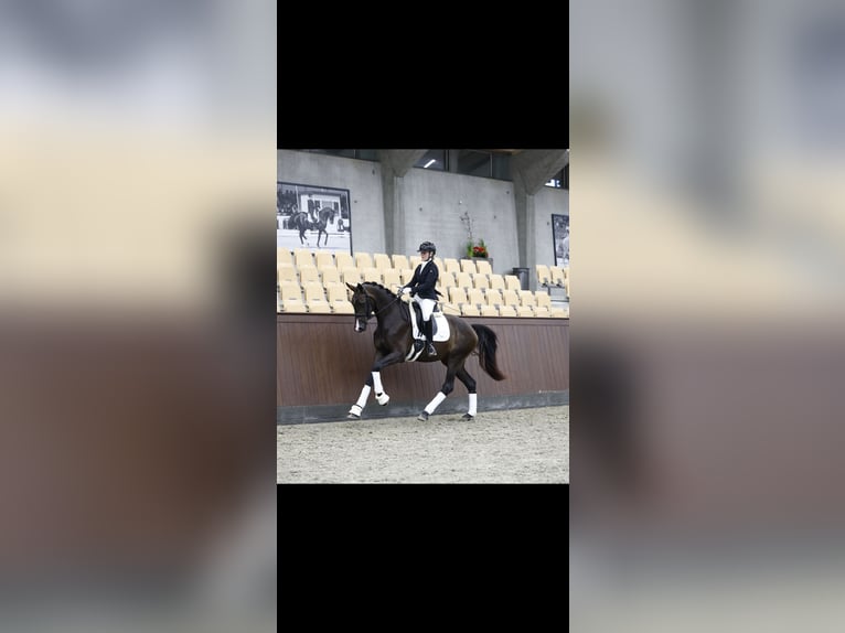 Danish Warmblood Mare 3 years 16,3 hh Brown in Fredericia