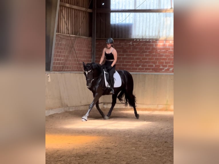 Danish Warmblood Mare 4 years 14,3 hh Black in Essen (Oldenburg)