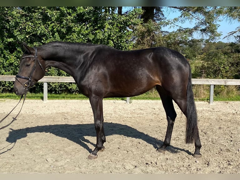 Danish Warmblood Mare 4 years 16,1 hh Bay-Dark in Süderlügum