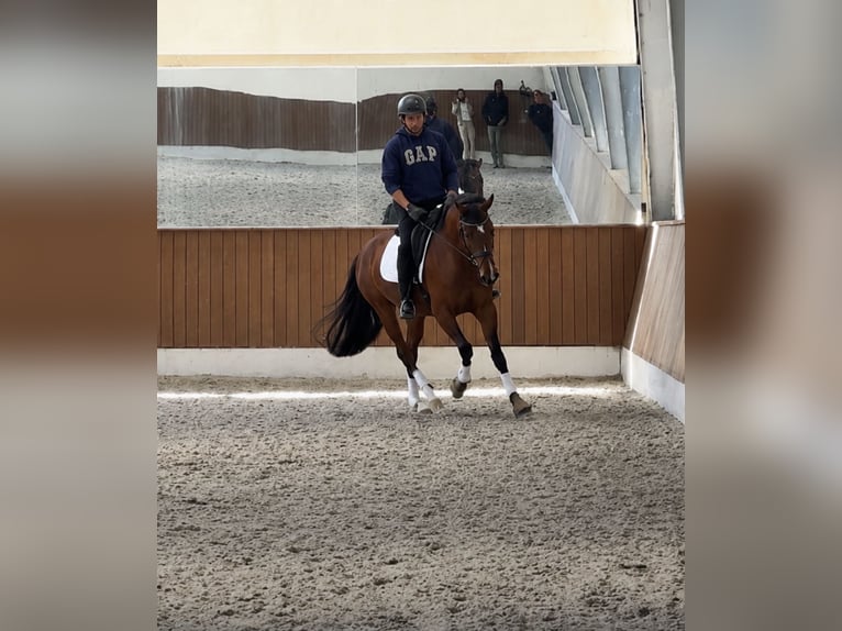Danish Warmblood Mare 4 years 16.1 hh Brown in Hérault
